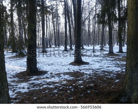A lot of trees in winter