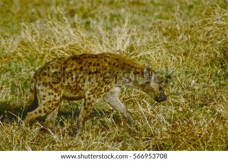 Spotted hyena in Serengeti