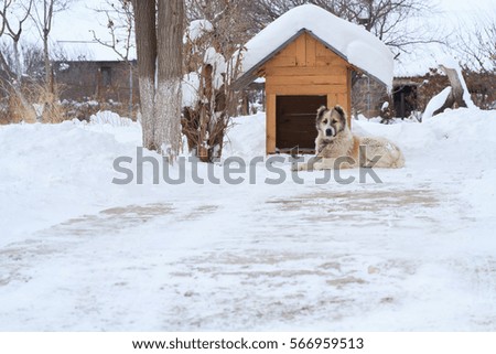 Big white dog in the dog house