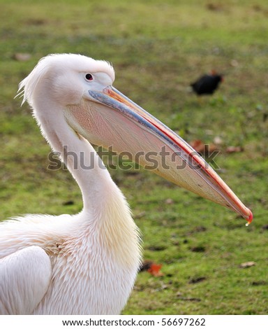 Pelican portrait