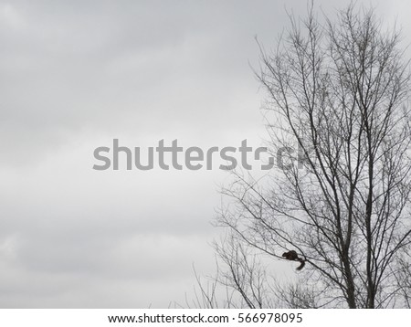 squirrel and tree silhouette 