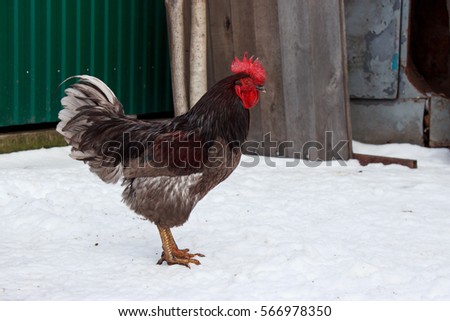 the rooster stands on a white snow