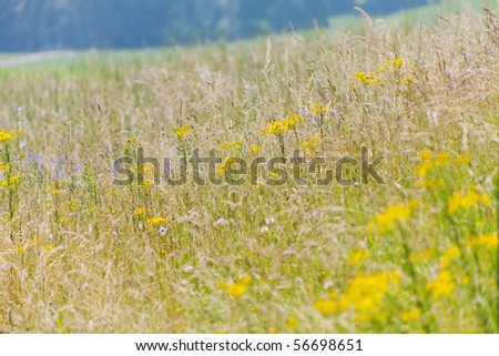 beautiful meadow with corn flowers