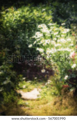 Defocused bokeh flower garden with blooming flowers daisies on a sunny day, background. The path through the garden in the summer with flowers daisies