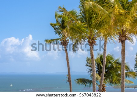 Palms in Puerto Rico