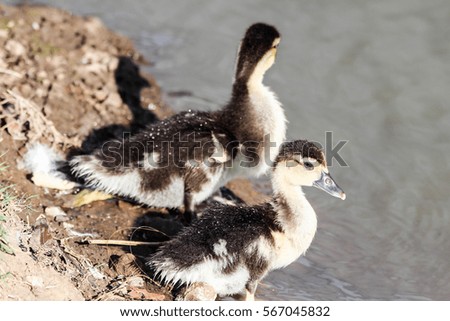 Adorable pair of little ducklings swimming in the lake