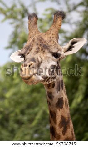 giraffe funny ape snout