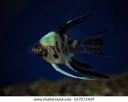 Fish Pterophyllum scalare at dark blue water close-up