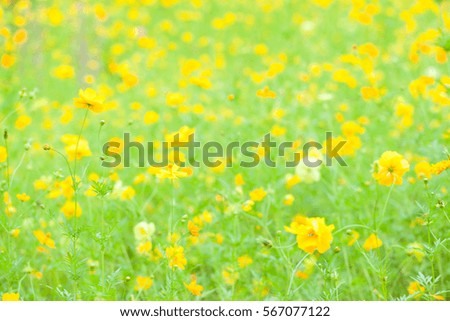 Flower and light blur background.