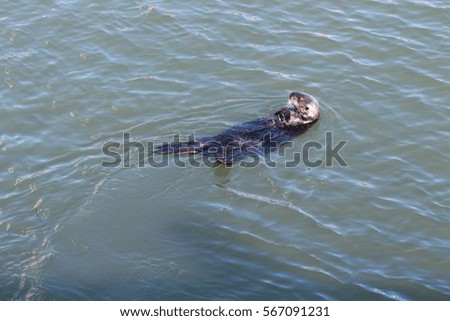 Otter Bathing 2