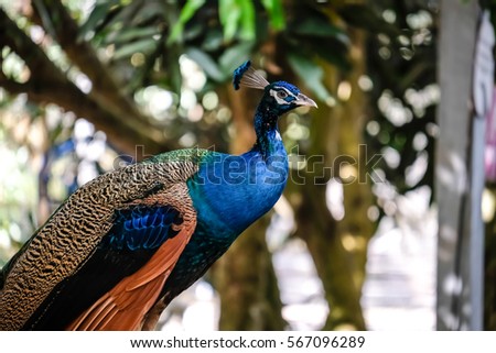 Beautiful exotic peacock feathers on background with copy space.,peacock in the Park