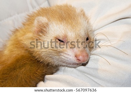 Wild ferret become sweet cute happy pet ferret. Beige beautiful rare ferret color. Illustrate your work with close up photo concept. Mustela putorius furo.