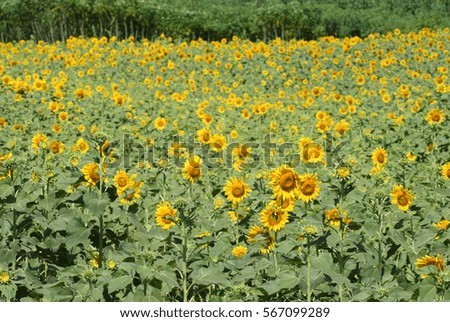 Many very beautiful yellow sunflower in garden