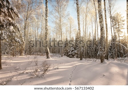 rosty winter morning in a wood plastered with rime