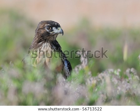 Red-tailed hawk walking on the ground