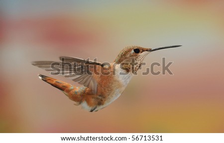Rufous Hummingbird,Miller Canyon,AZ.