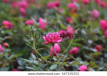 Flowers in Asia