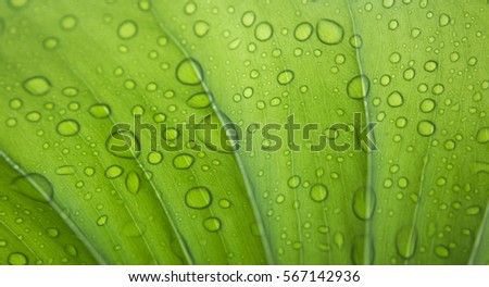 The water drops on green leaves in the rainy season