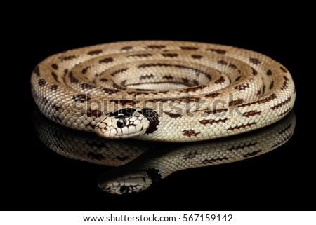Eastern kingsnake or common king snake, Lampropeltis getula californiae, isolated black background