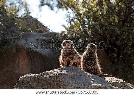Meerkat , Suricata suricatta, on a large rock, on the lookout for predators or food.