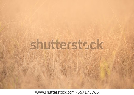Flower grass filed with retro color tone