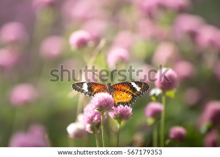 butterfly and globe amaranth background 
