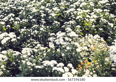 Field of  flowers white.