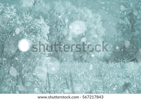snowy winter landscape in the Christmas forest