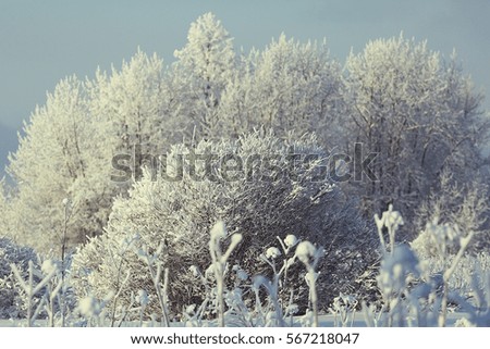 background winter forest covered with snow