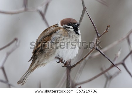Eurasian tree sparrow on thorn