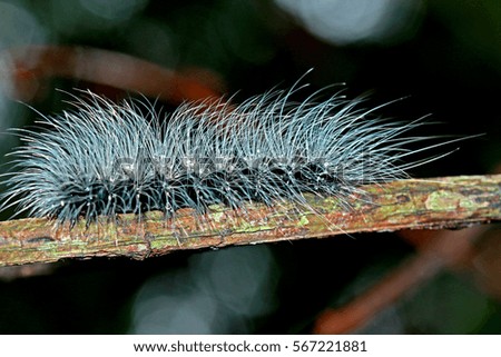 A caterpillar on branch