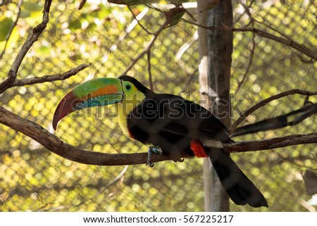 Colorful beak of the keel-billed toucan, Ramphastos sulfuratus, contains yellow, red, green, orange and blue.