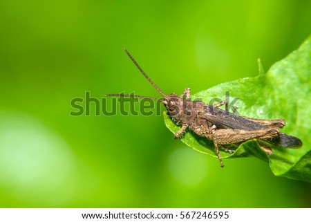 Small grasshopper sitting on a green leaf of grass