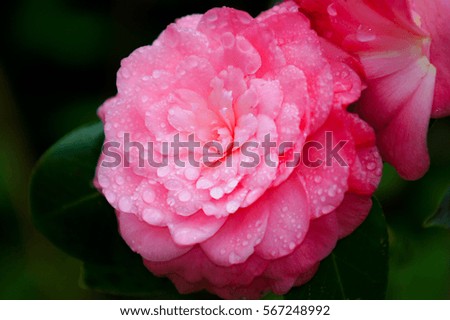 Pink flower during a spring shower (close up)