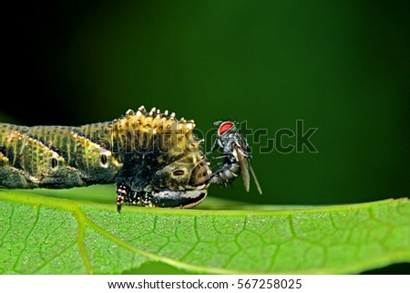 Fly insect & caterpillar