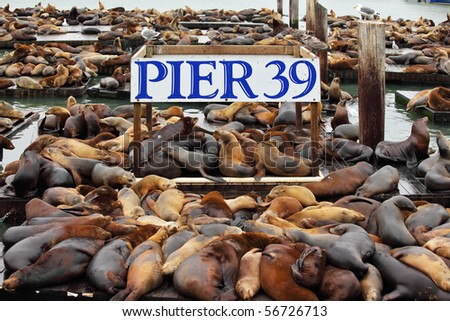 The well-known Pier 39 in San Francisco with sea lions. Animals are heated on wooden platforms Royalty-Free Stock Photo #56726713