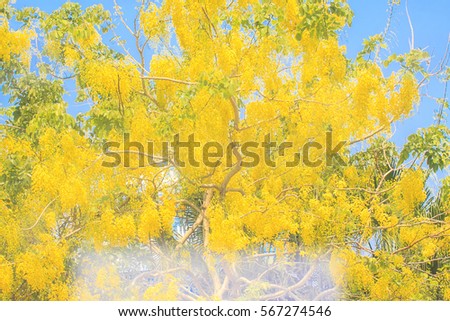 Yellow leaf tree on blue sky background