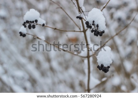 Black berries on the tree covered with snow