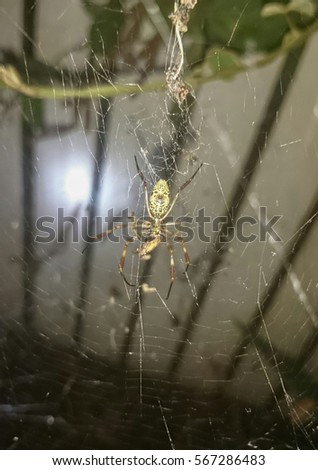 The Golden Orb Weaver Spider. This photo was taken in Brisbane, Australia. 