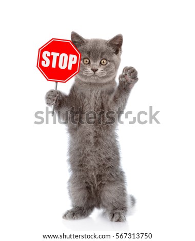 Cat holding stop sign. Isolated on white background