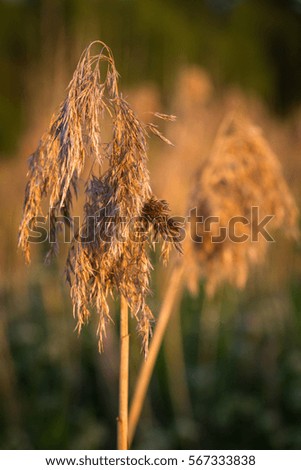 meadow plants in sunset
