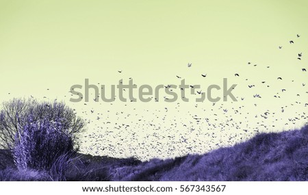 Flying birds migrating in the sky, animals and nature