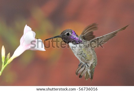 Costa's hummingbird,Palm Springs,CA,USA.