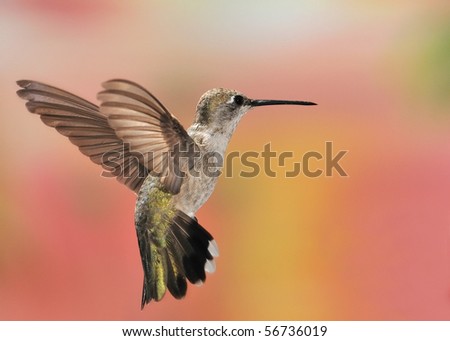 Black-chinned hummingbird,Ramsey Canyon,Huachuca Mountains,AZ,USA.