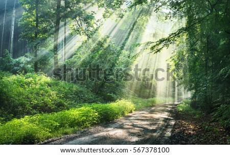 Forest road in a green foggy forest with sun rays in background. Osnabruck, Germany Royalty-Free Stock Photo #567378100