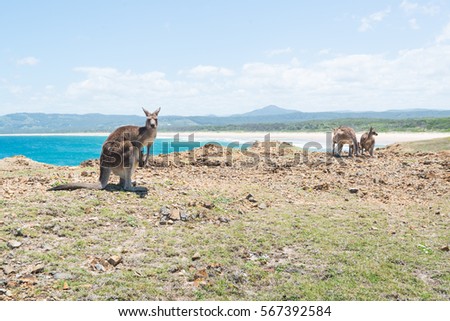Group of Kangaroo at Coffs Harbour, NSW, Australia.