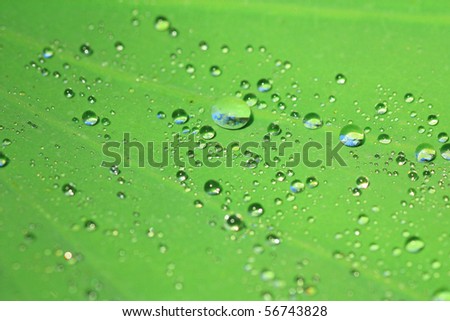 The water drop on the leaf in the morning.