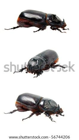 Closeup picture of  big insect - Beetle rhinoceros. Isolated over white.