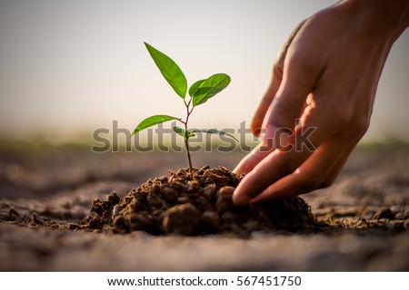 Two hands of the men  were planting the seedlings into the ground to dry. Royalty-Free Stock Photo #567451750