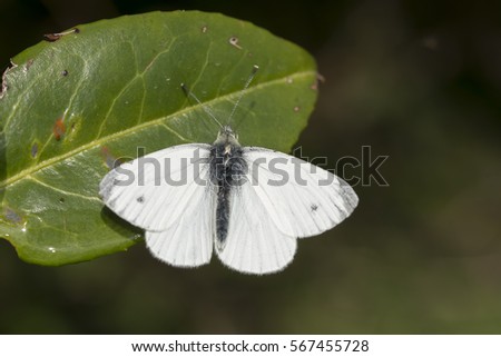 Green-veined white butterfly, Pieris napi, basking on leaf with wings open